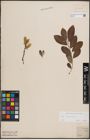 Foto von Salix cinerea L.